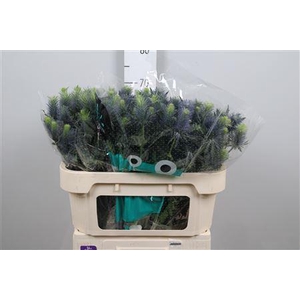 Eryn Supernova Qstar