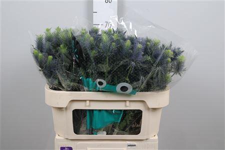 <h4>Eryn Supernova Qstar</h4>