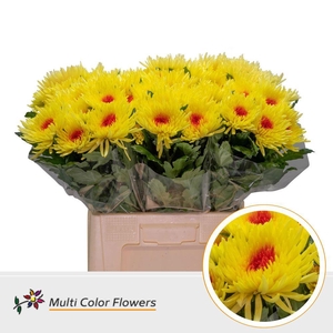 Chrysanthemum PL   ...colored H%