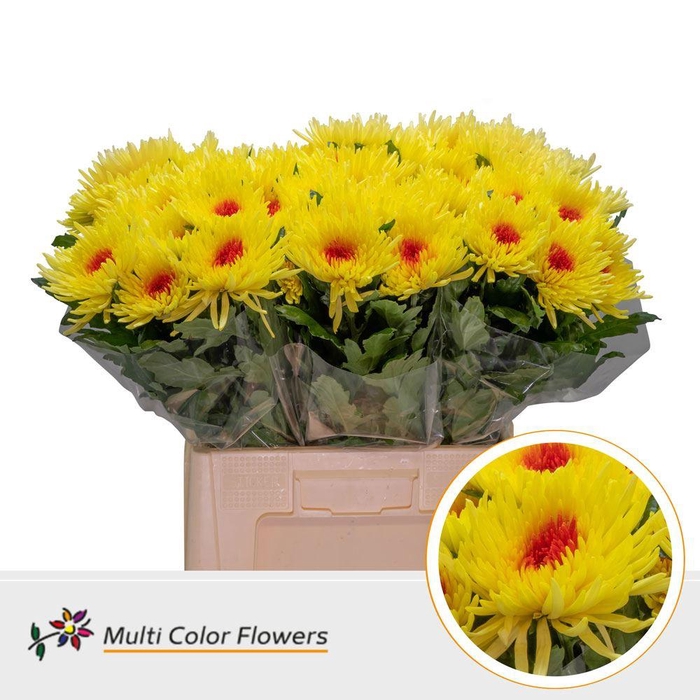 <h4>Chrysanthemum PL   ...colored H%</h4>