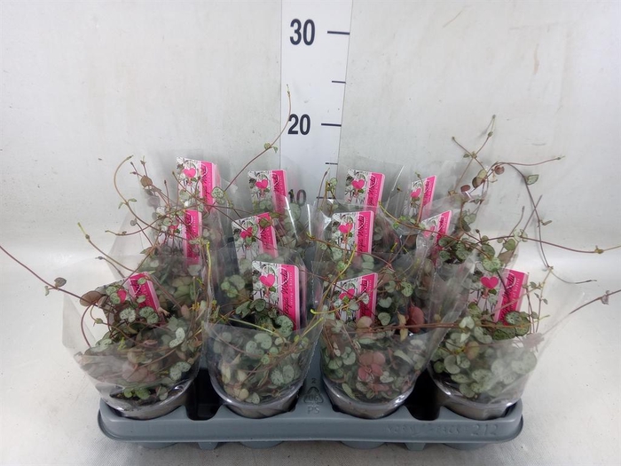 <h4>Ceropegia woodii 'Silver Glory'</h4>