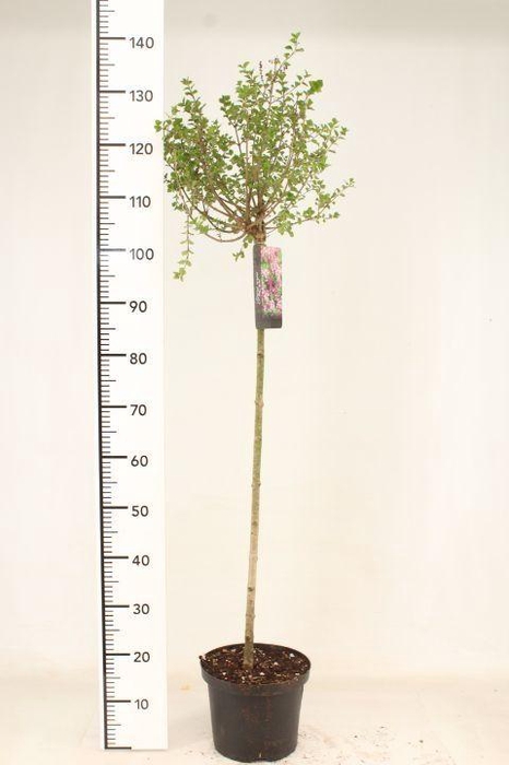 <h4>Syringa meyeri 'Palibin' 90ST</h4>