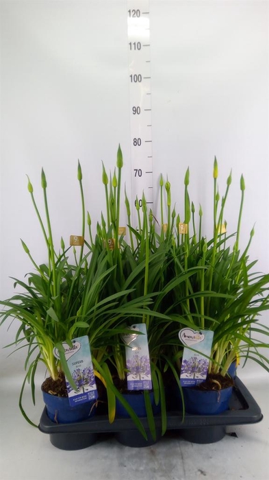 <h4>Agapanthus  'Amourette Superb'</h4>