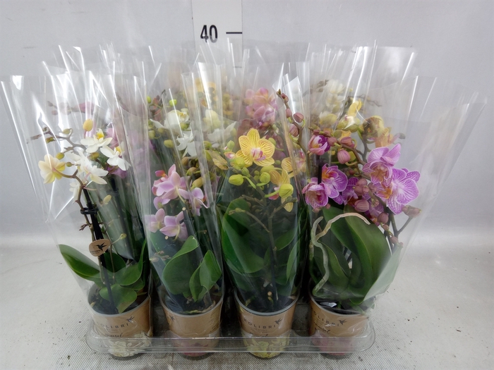 Phalaenopsis multi.   ...