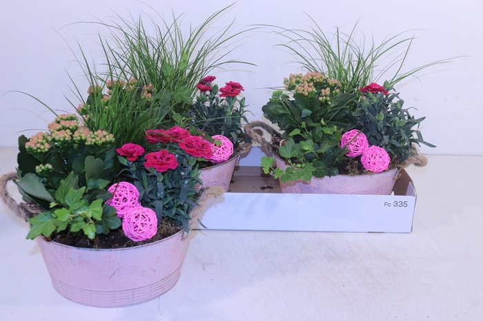 <h4>ARR TUINPLANTEN</h4>