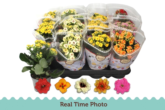 <h4>KAL GE GEM 5 KL</h4>