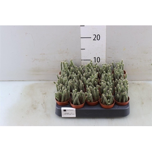 Rhipsalis baccifera subsp. horrida