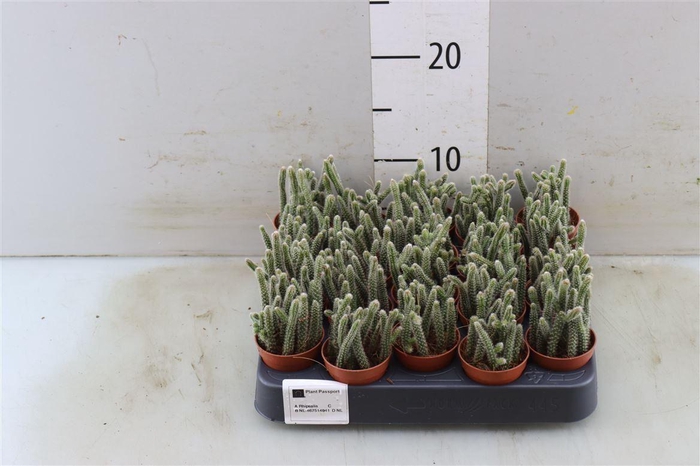 <h4>Rhipsalis baccifera subsp. horrida</h4>