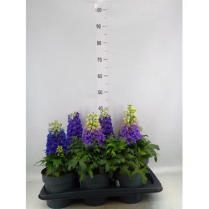 Delphinium el. 'Delgenius Shelby'