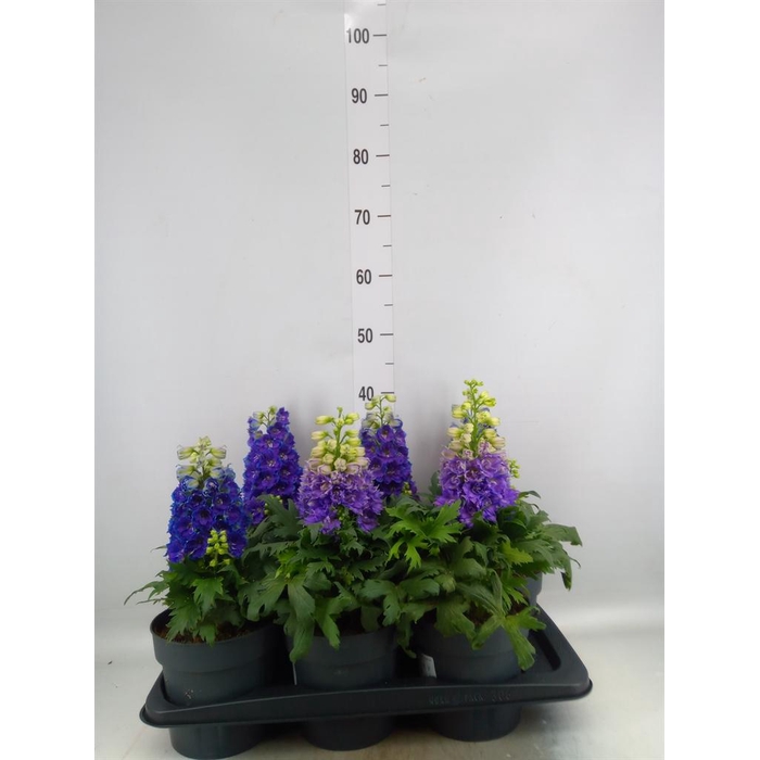 <h4>Delphinium el. 'Delgenius Shelby'</h4>