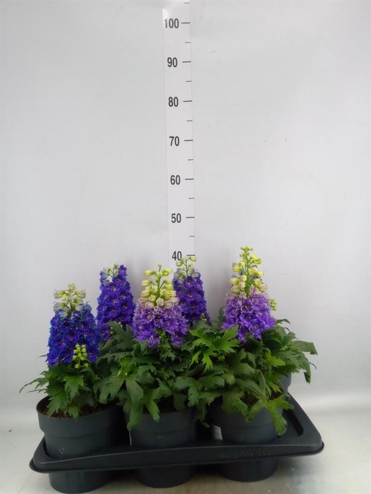 Delphinium el. 'Delgenius Shelby'