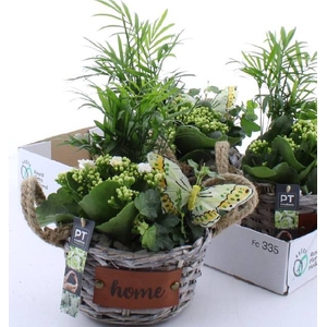 Kalanchoe Plant Arr 20Ø 32cm