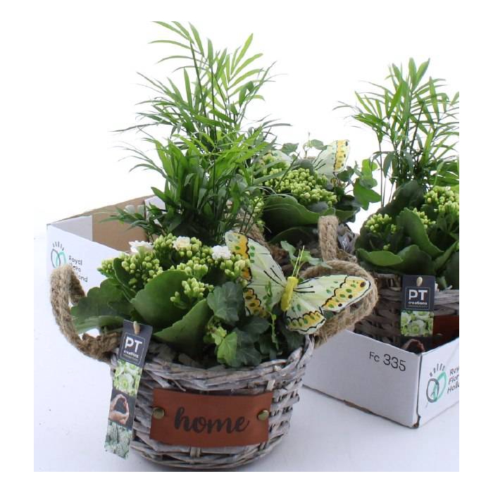 <h4>Kalanchoe Plant Arr 20Ø 32cm</h4>