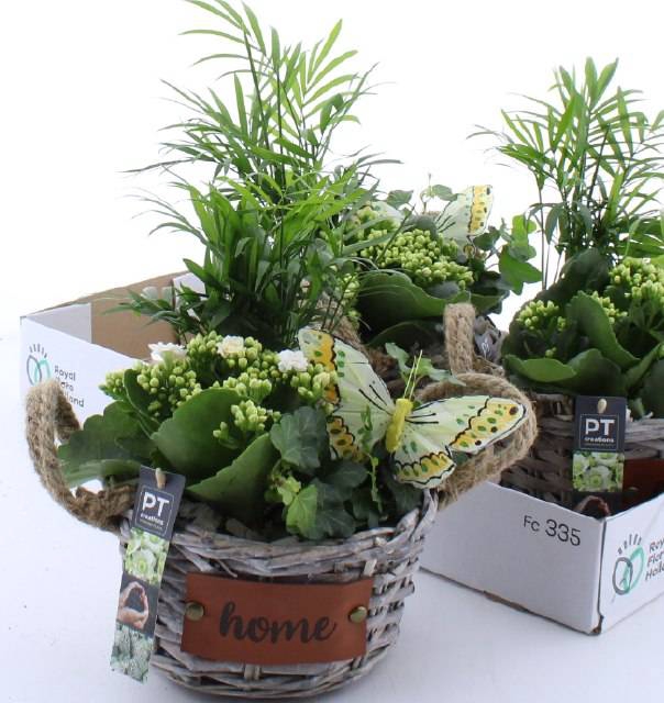 Kalanchoe Plant Arr 20Ø 32cm