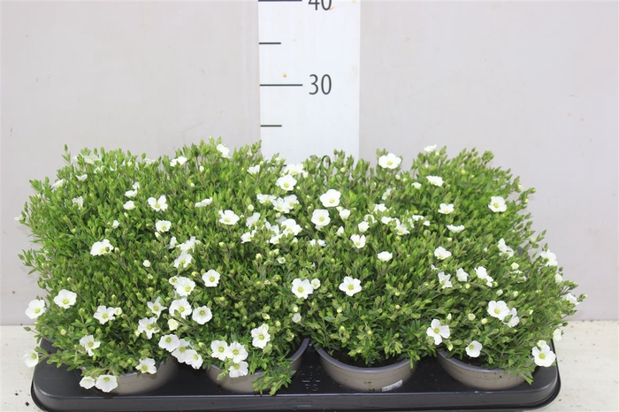 <h4>Arenaria Summer White</h4>