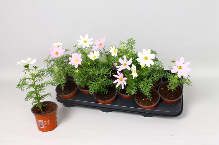 <h4>COSM BIP SON GEM</h4>