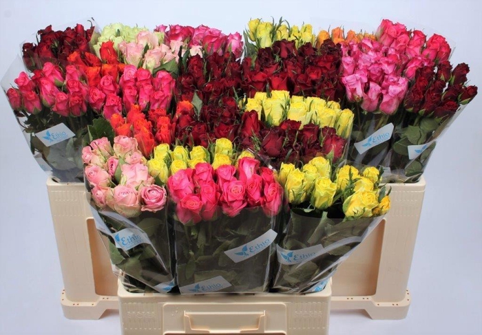 <h4>R GR GEM IN FUST</h4>