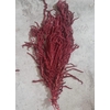 GESTABILISEERD AMARANTHUS (H) BORDEAUX