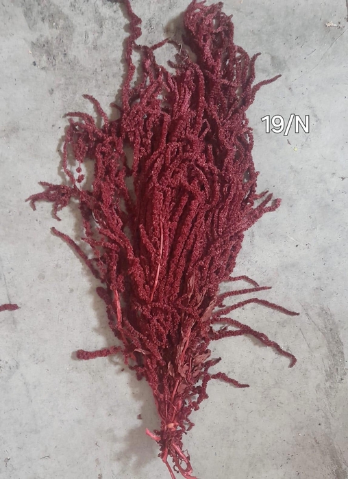 GESTABILISEERD AMARANTHUS (H) BORDEAUX