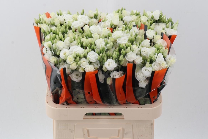 <h4>Eus G Rosi White</h4>