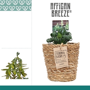 Albuca Spiralis Frizzle Sizzle in Ompot Ruby
