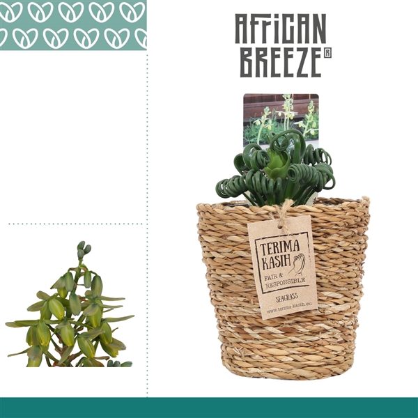 <h4>Albuca Spiralis Frizzle Sizzle in Ompot Ruby</h4>