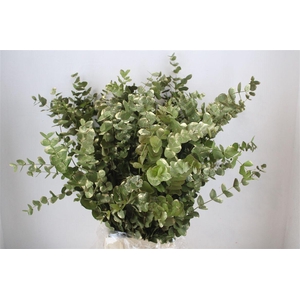 Euca Cinerea Antique Green Gold P Bunch