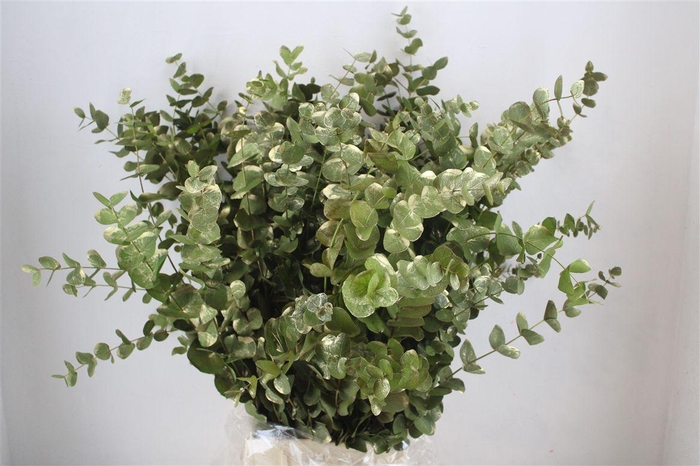 <h4>Euca Cinerea Antique Green Gold P Bunch</h4>