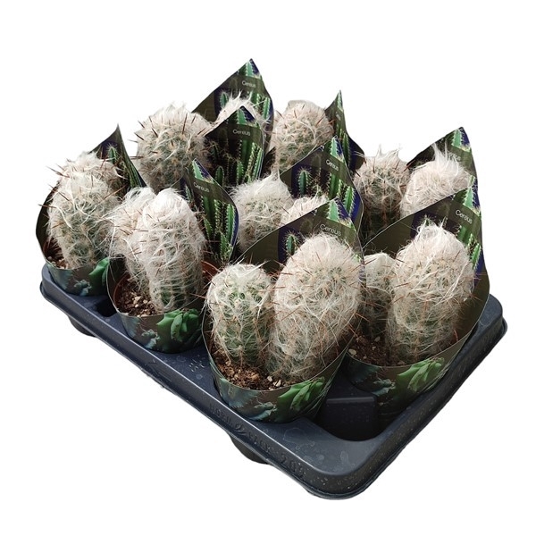 <h4>OREOCEREUS TROLLII - POT Ø 10,5 WITH POTCOVER (CACTUS)</h4>