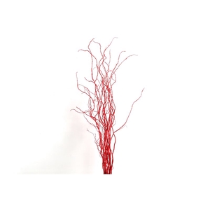 Salix Klb red