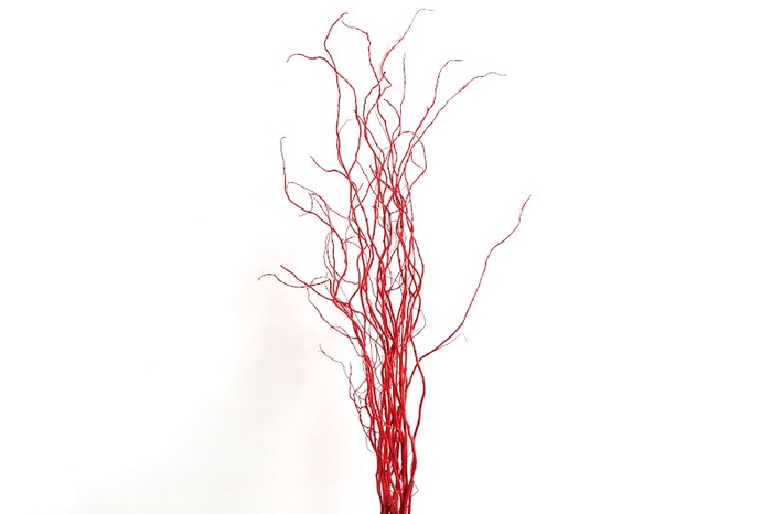 Salix Klb red