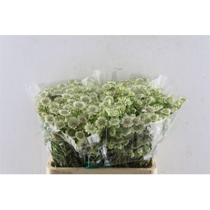 Astrantia Billion Star Xl