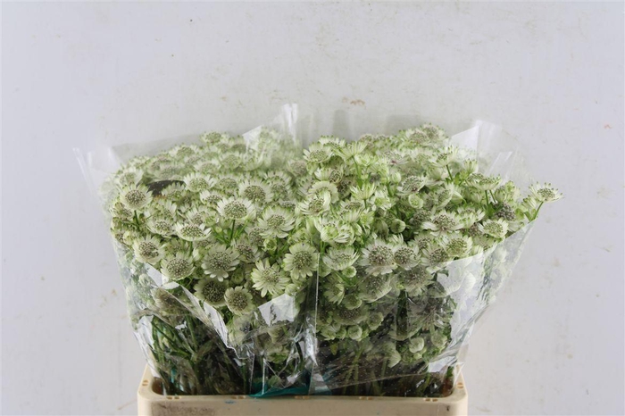 <h4>Astrantia Billion Star Xl</h4>