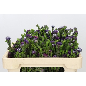 Kaaps Groen Metalasia Lilac
