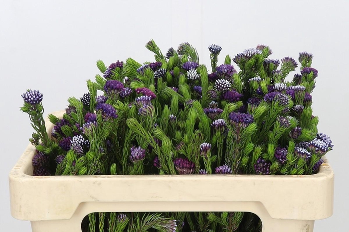 <h4>Kaaps Groen Metalasia Lilac</h4>