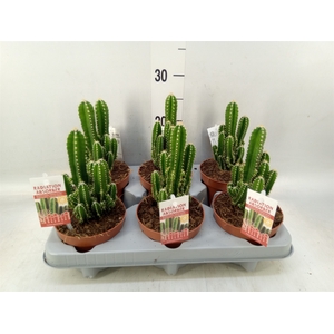 Cereus per. 'Florida'