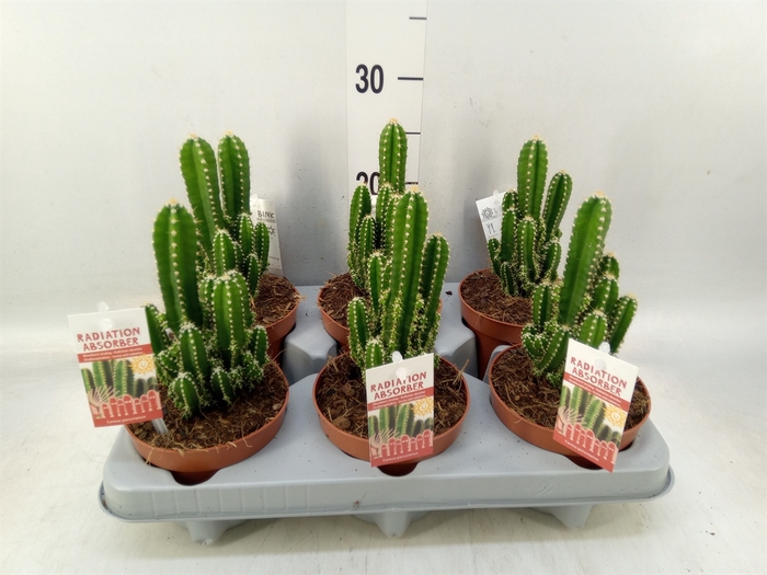 <h4>Cereus per. 'Florida'</h4>