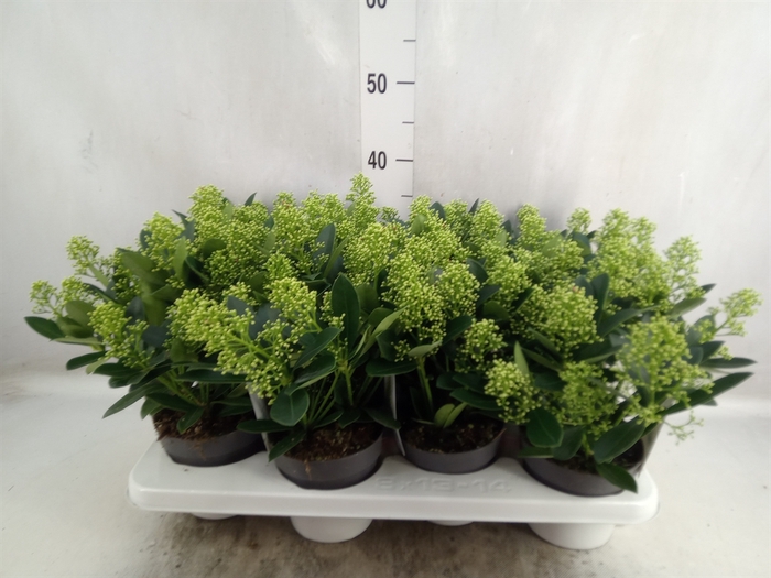 <h4>Skimmia jap. 'Finchy'</h4>