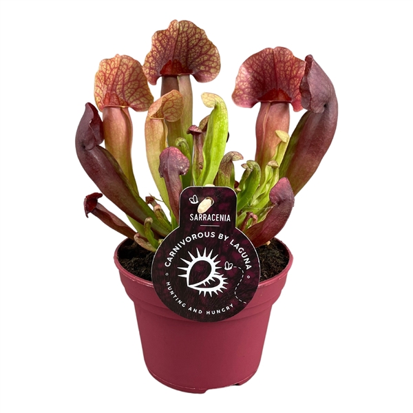 Sarracenia Catesbaei 12 cm