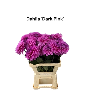 Dahlia 'dark Pink Couture' 996