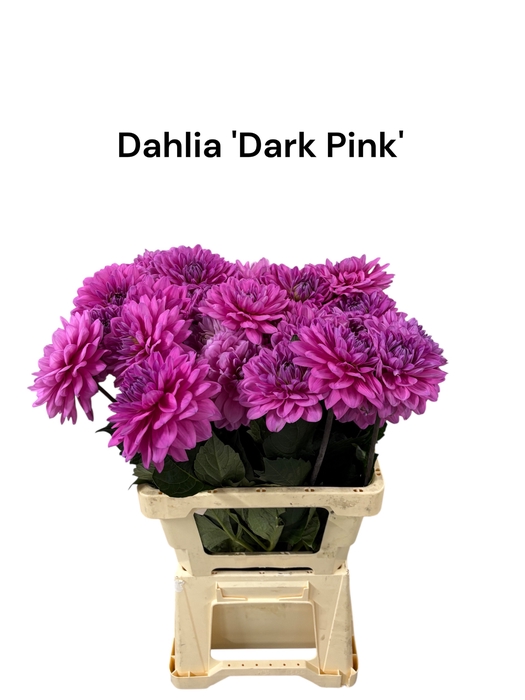 <h4>Dahlia 'dark Pink Couture' 996</h4>