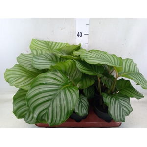 Calathea orbifolia