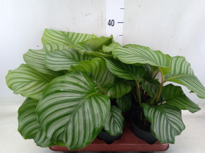 <h4>Calathea orbifolia</h4>