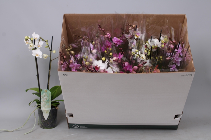 <h4>PHAL MF GEM 8 KL</h4>