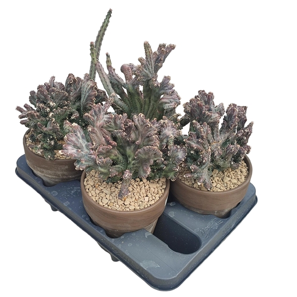 <h4>MONVILLEA SPEGAZZINII IN TERRACOTTA POT Ø 15 - TRAY 4 PCS (CACTUS)</h4>