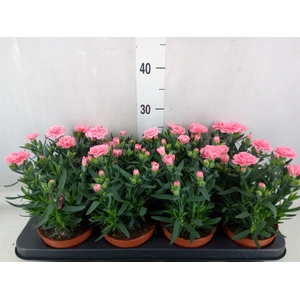 Dianthus  'Oscar Pink'