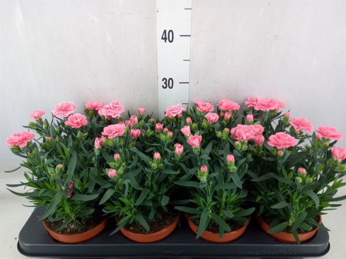 <h4>Dianthus  'Oscar Pink'</h4>