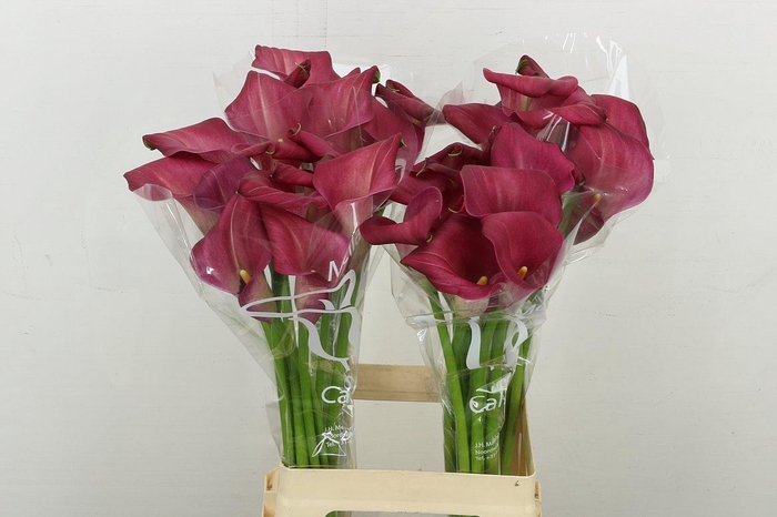 <h4>Zant Bordeaux Art</h4>