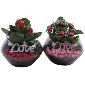 Valentine Arr. Indoor Glass Oblique UFO Vase Ø15cm 1PP