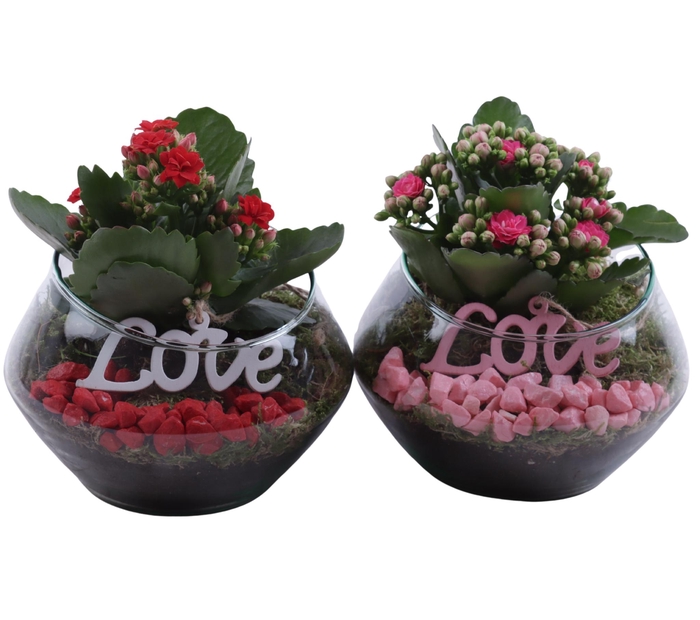 <h4>Valentine Arr. Indoor Glass Oblique UFO Vase Ø15cm 1PP</h4>